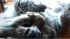 搞笑鹦鹉爆料视频下载安装,笑料百出，下载安装攻略一网打尽